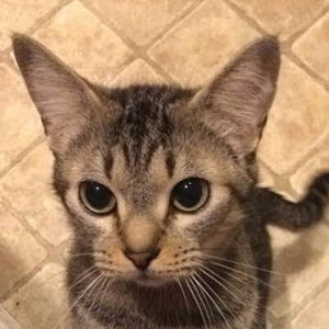 Meet your Posher, Bella